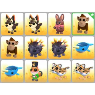 BUNDLE PET X12