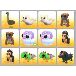 BUNDLE PET X12