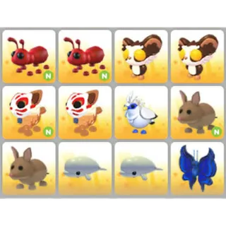 BUNDLE PET X12
