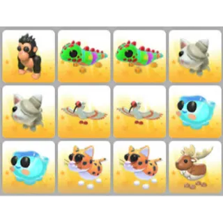 BUNDLE PET X12