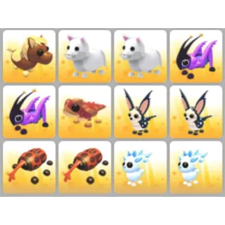 BUNDLE PET X12