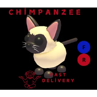 SIAMESE CAT FR