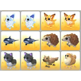 BUNDLE PET X12