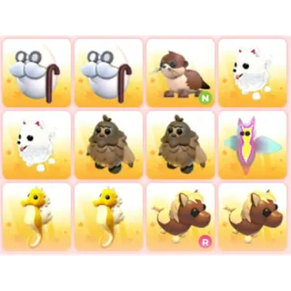 BUNDLE PET X12