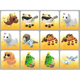 BUNDLE PET X12
