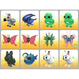 BUNDLE PET X12