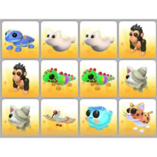 BUNDLE PET X12