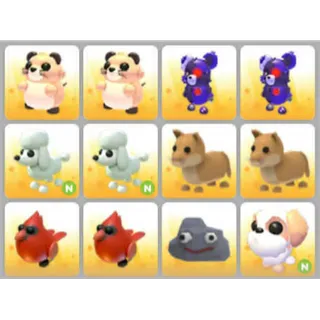 BUNDLE PET X12