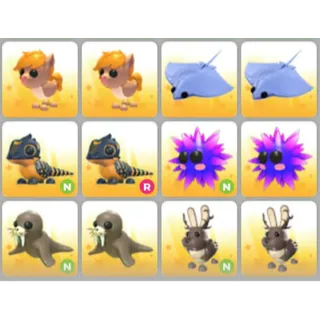 BUNDLE PET X12