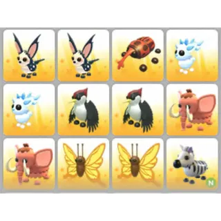 BUNDLE PET X12