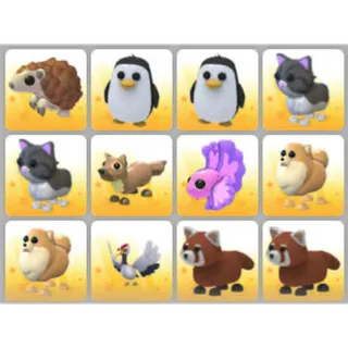 BUNDLE PET X12