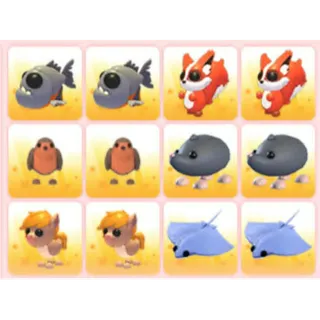 BUNDLE PET X12
