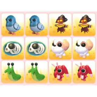 BUNDLE PET X12