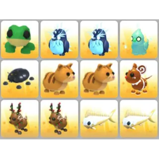 BUNDLE PET X12