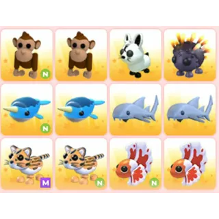 BUNDLE PET X12