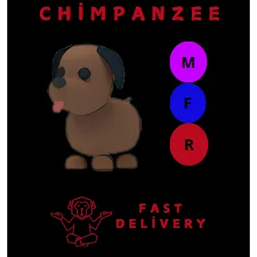 MFR Chocolate Labrador