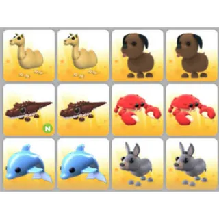 BUNDLE PET X12