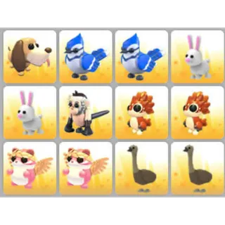 BUNDLE PET X12