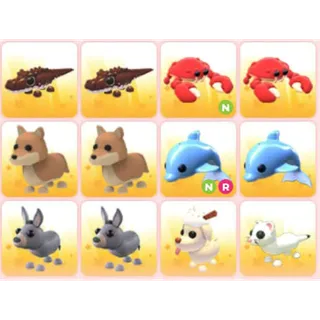 BUNDLE PET X12