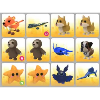 BUNDLE PET X12