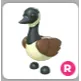 Canadian Goose R