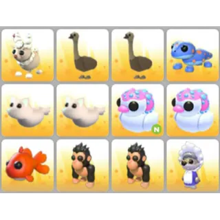 BUNDLE PET X12
