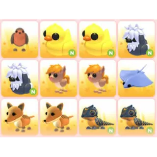 BUNDLE PET X12