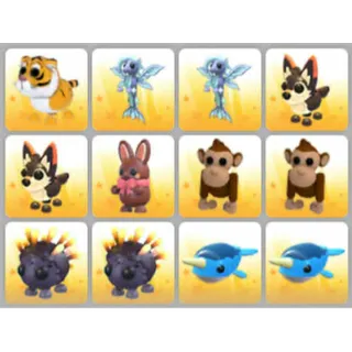 BUNDLE PET X12