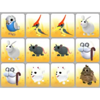 BUNDLE PET X12