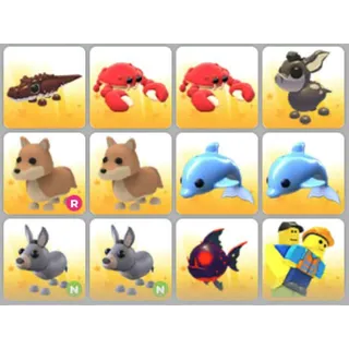 BUNDLE PET X12