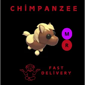 SHETLAND PONY DARK BROWN MR