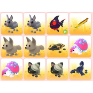 BUNDLE PET X12