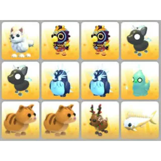 BUNDLE PET X12