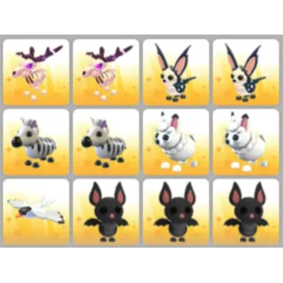 BUNDLE PET X12