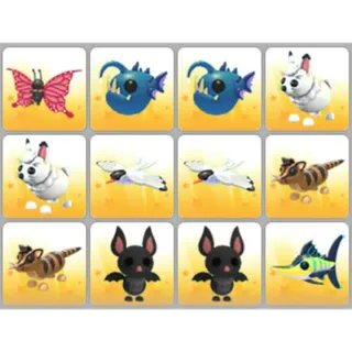 BUNDLE PET X12