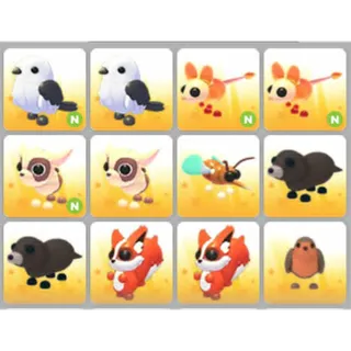 BUNDLE PET X12