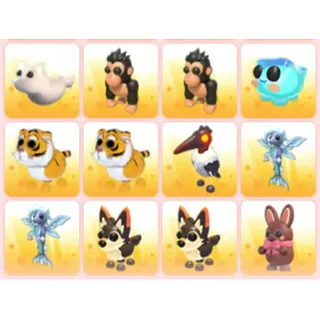 BUNDLE PET X12