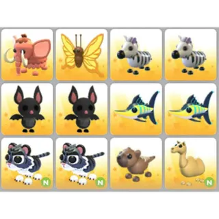 BUNDLE PET X12