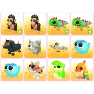 BUNDLE PET X12