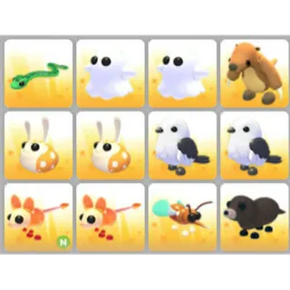 BUNDLE PET X12
