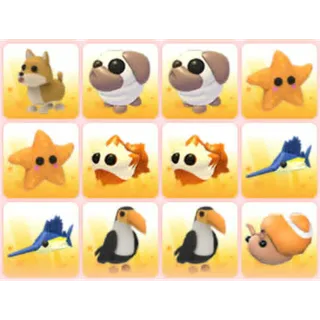 BUNDLE PET X12