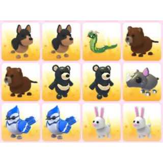 BUNDLE PET X12