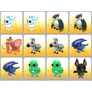 BUNDLE PET X12