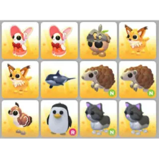 BUNDLE PET X12