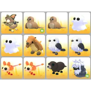 BUNDLE PET X12
