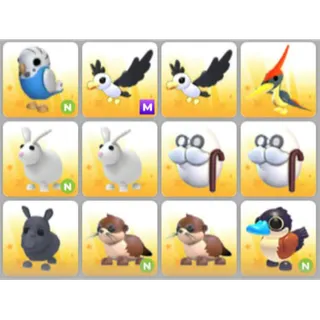 BUNDLE PET X12