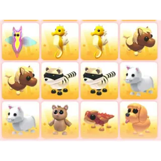 BUNDLE PET X12