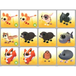 BUNDLE PET X12