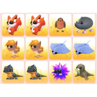 BUNDLE PET X12