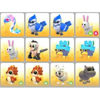 BUNDLE PET X12